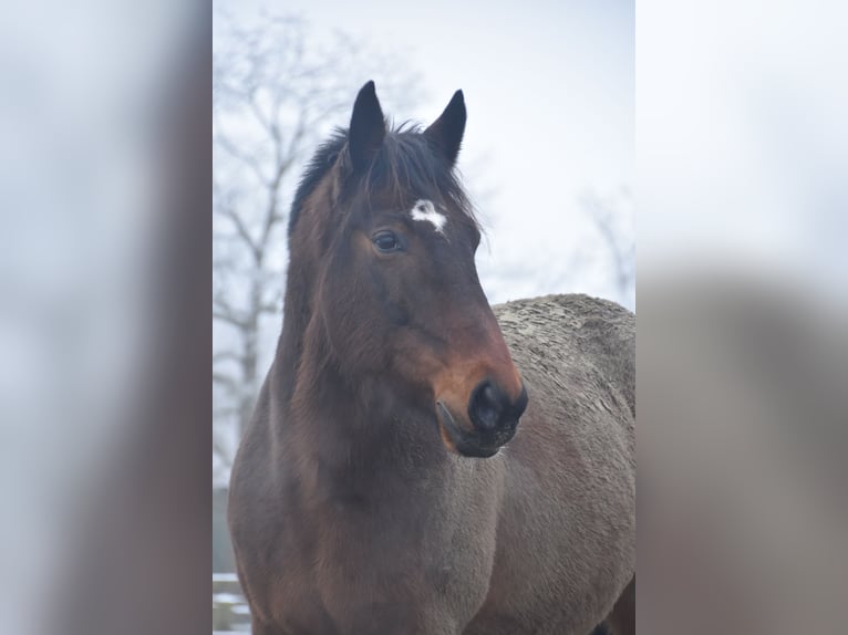 German Trotter Gelding 19 years 15,3 hh in Barmstedt