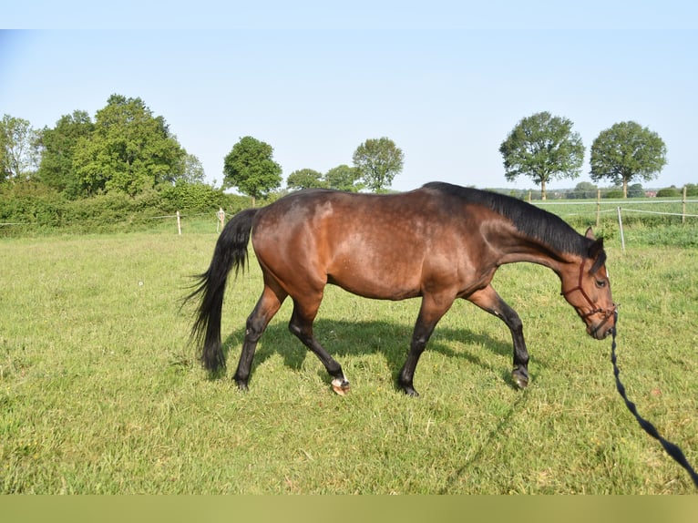 German Trotter Gelding 19 years 15,3 hh in Barmstedt German Trotter Gelding 19 years 15,3 hh in Barmstedt
