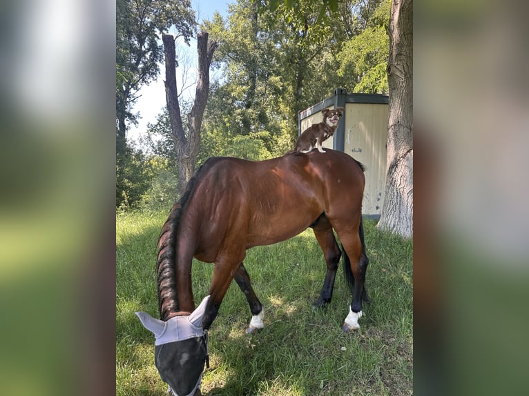 German Trotter Gelding 19 years 16 hh Bay-Dark in Langenzersdorf