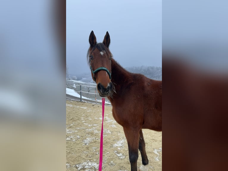 German Trotter Gelding 19 years 16 hh Bay-Dark in Langenzersdorf