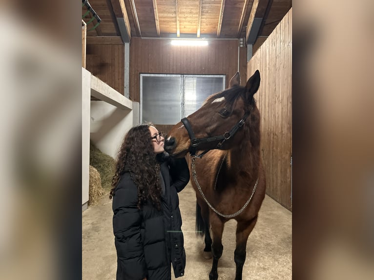 German Trotter Gelding 19 years 16 hh Bay-Dark in Langenzersdorf