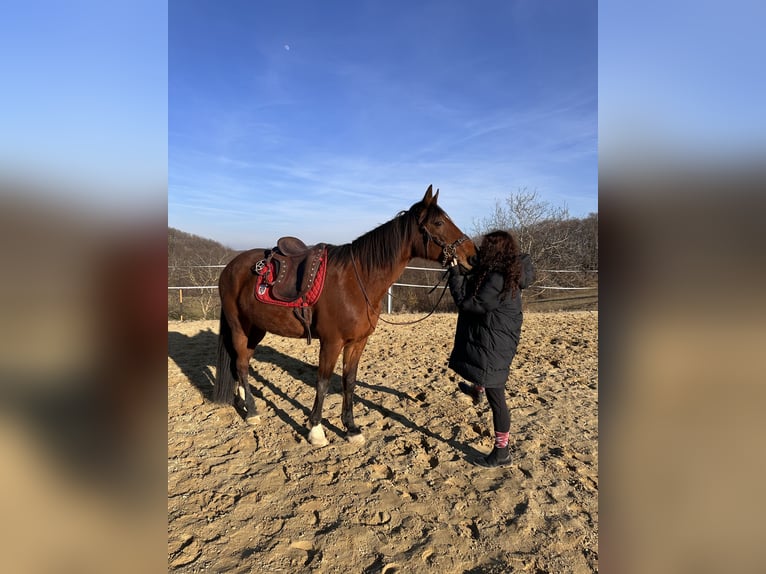 German Trotter Gelding 19 years 16 hh Bay-Dark in Langenzersdorf