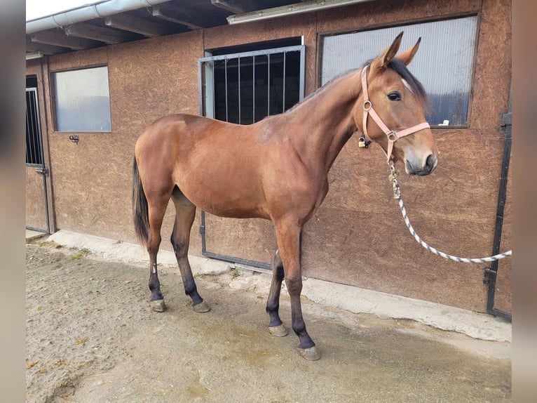 German Trotter Gelding 1 year 15,3 hh Brown in Korschenbroich