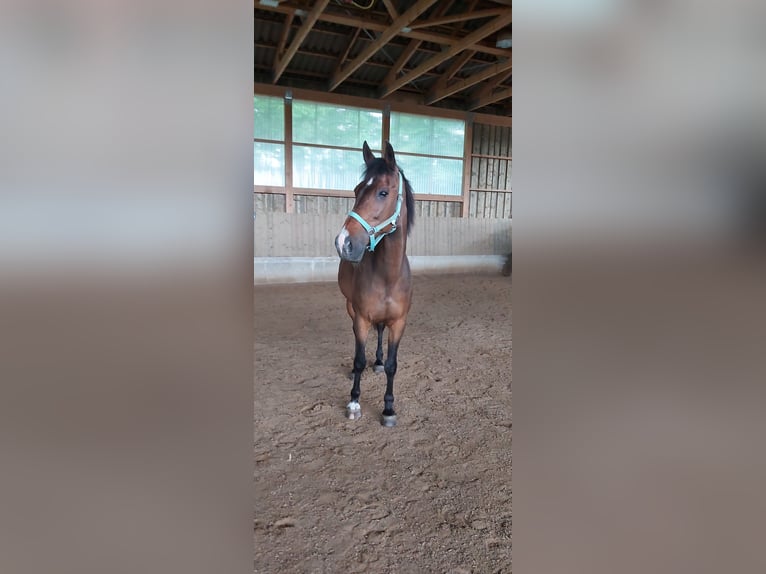 German Trotter Gelding 23 years 15,1 hh Brown in Bayreuth