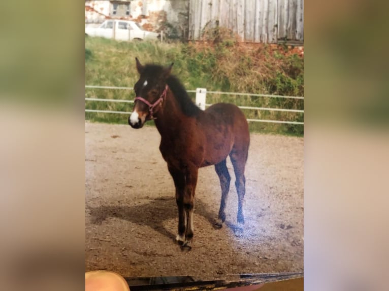 German Trotter Gelding 23 years 15,1 hh Brown in Bayreuth