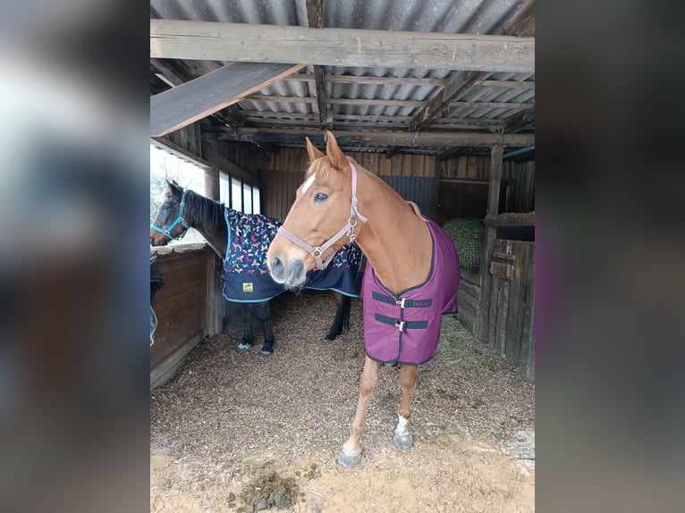 German Trotter Gelding 23 years 15,1 hh Brown in Bayreuth