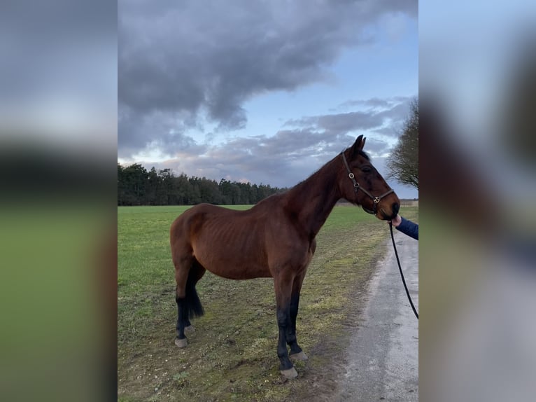 German Trotter Gelding 23 years 16,3 hh Brown in Liebenau