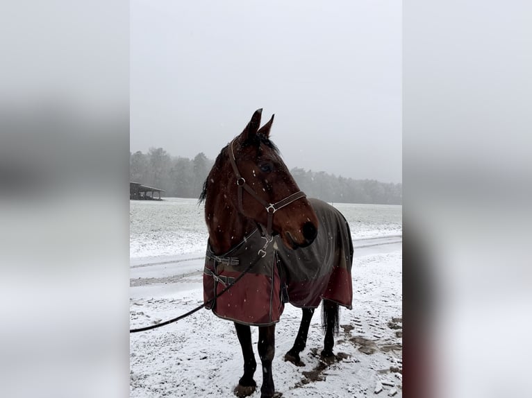 German Trotter Gelding 23 years 16,3 hh Brown in Liebenau