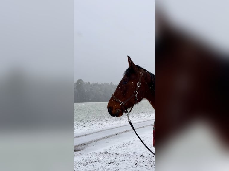 German Trotter Gelding 23 years 16,3 hh Brown in Liebenau