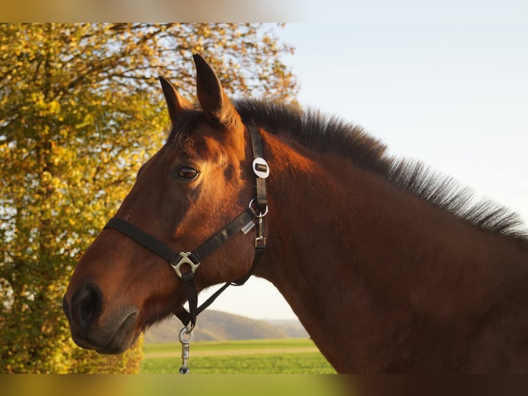 German Trotter Gelding 24 years 15,2 hh Brown in M&#xFC;nstermaifeld