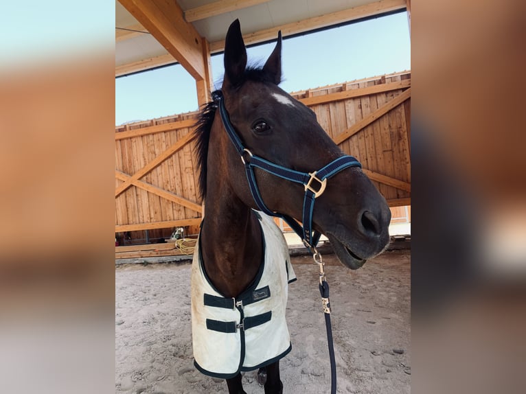 German Trotter Gelding 24 years Bay-Dark in Eberndorf