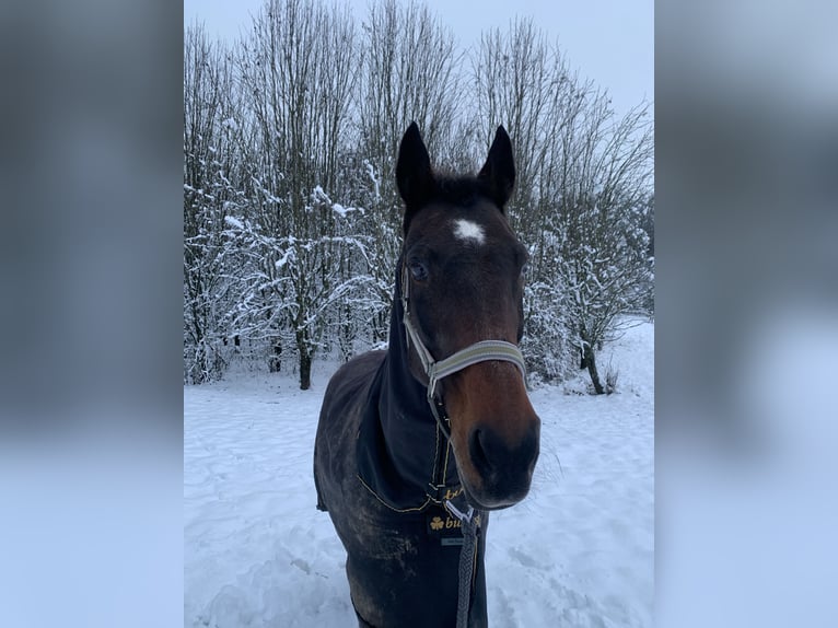 German Trotter Gelding 24 years Bay-Dark in Eberndorf