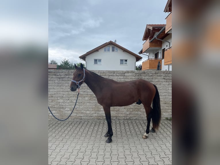 German Trotter Gelding 2 years 14,2 hh in Bruckm&#xFC;hL