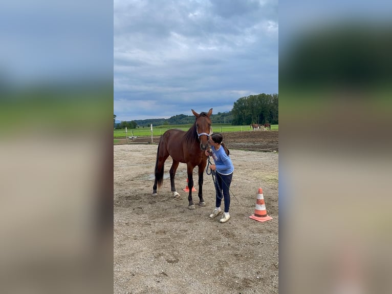 German Trotter Gelding 2 years 14,2 hh in Bruckm&#xFC;hL