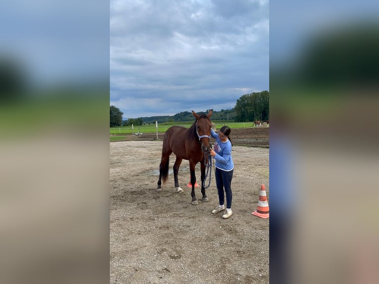 German Trotter Gelding 2 years 14,2 hh in Bruckm&#xFC;hL