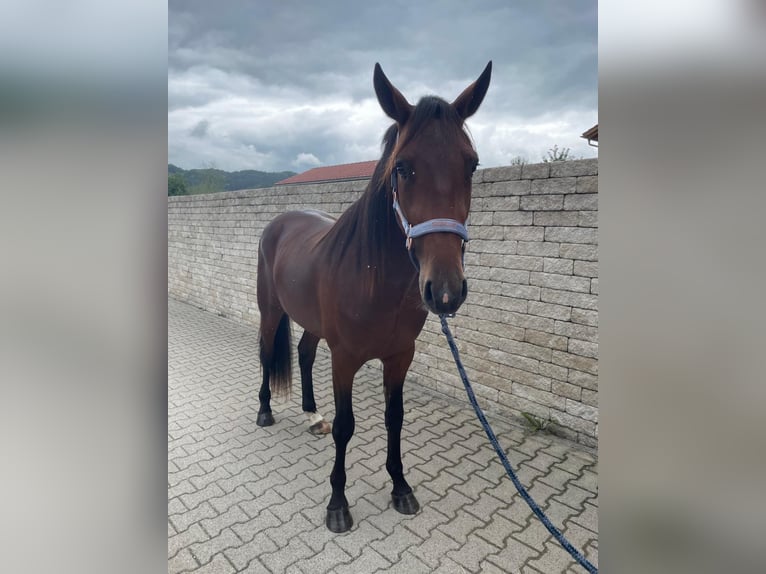 German Trotter Gelding 2 years 14,2 hh in Bruckm&#xFC;hL
