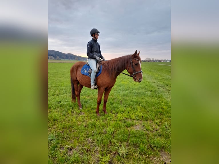 German Trotter Gelding 3 years 15,2 hh Chestnut-Red in Bruckmühl