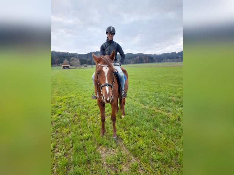 German Trotter Gelding 3 years 15,2 hh Chestnut-Red in Bruckmühl