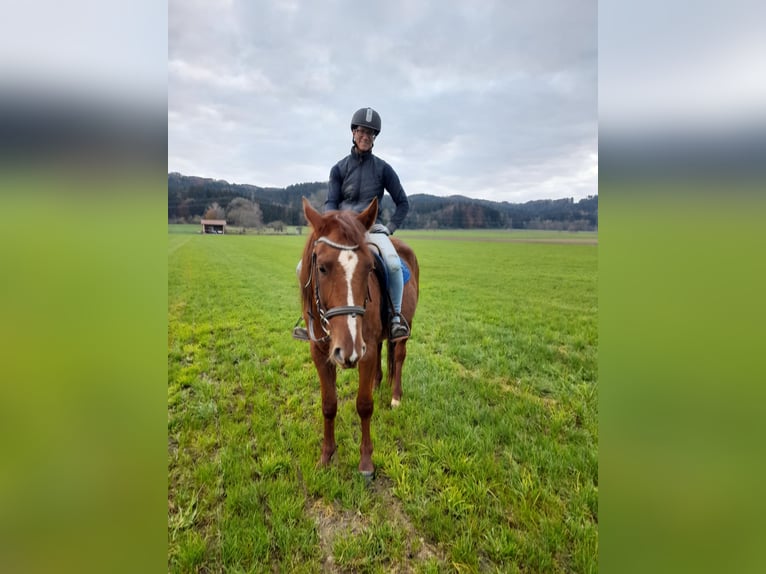 German Trotter Gelding 3 years 15,2 hh Chestnut-Red in Bruckmühl