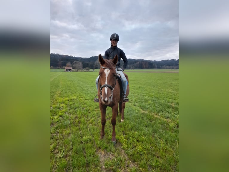 German Trotter Gelding 3 years 15,2 hh Chestnut-Red in Bruckmühl