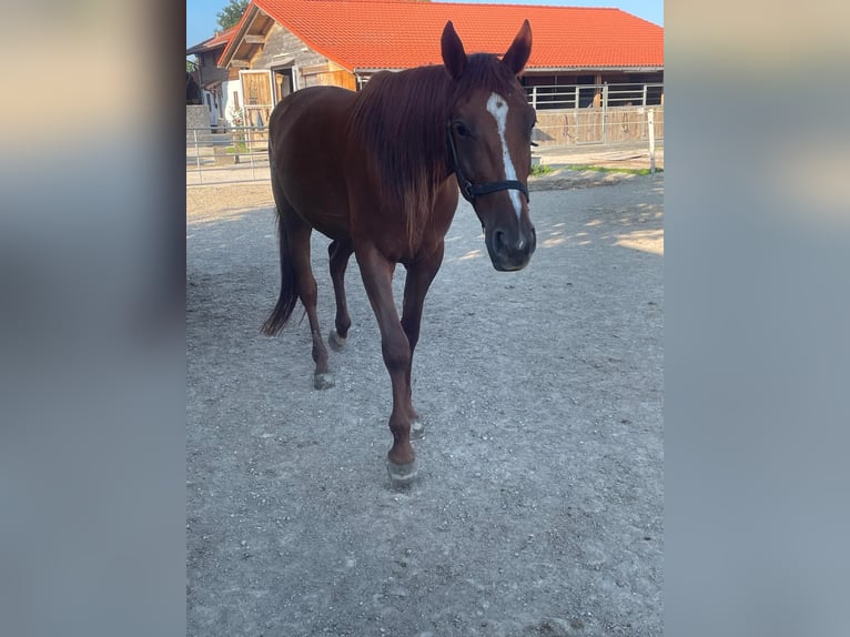 German Trotter Gelding 3 years 15,2 hh Chestnut-Red in Bruckmühl