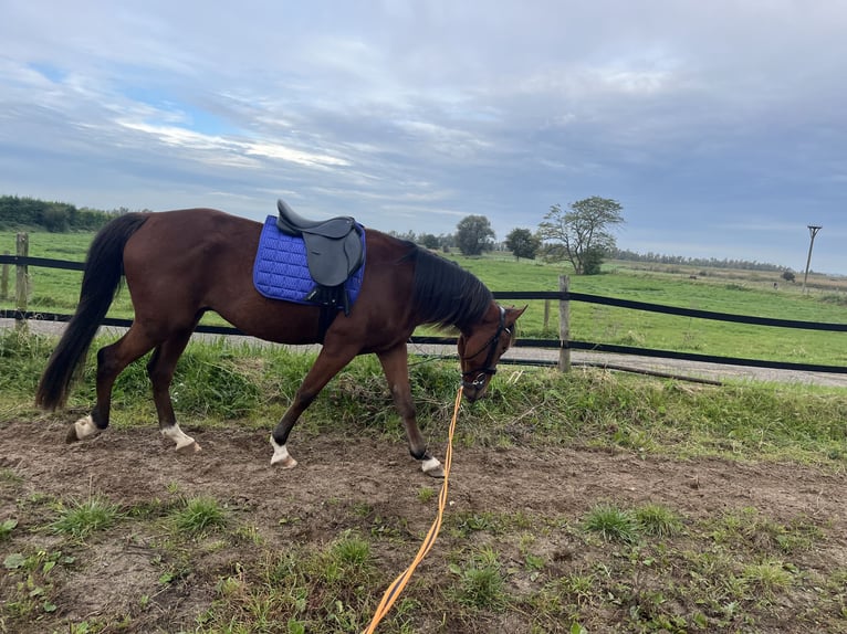 German Trotter Gelding 3 years 16 hh Brown in Tolkamer