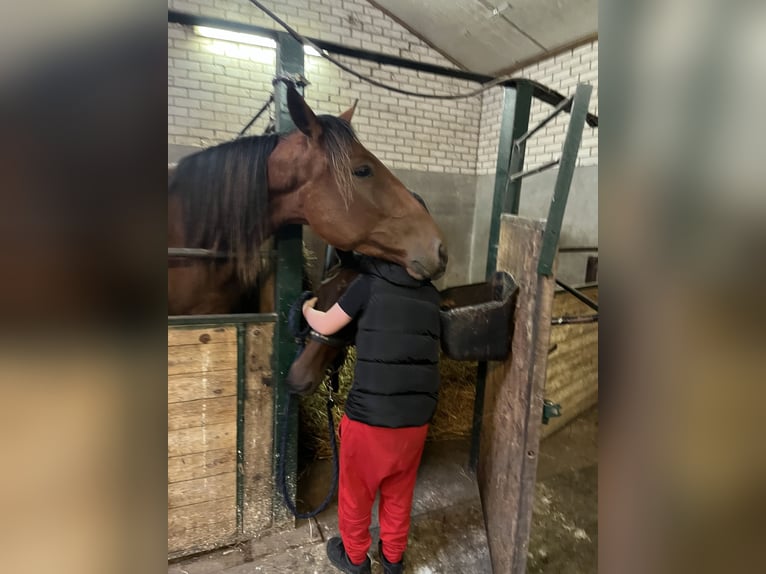 German Trotter Gelding 3 years 16 hh Brown in Tolkamer