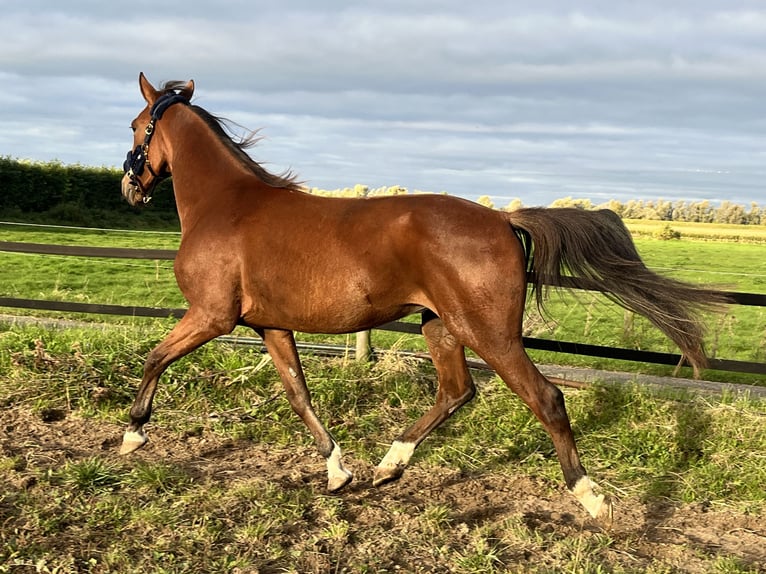 German Trotter Gelding 3 years 16 hh Brown in Tolkamer