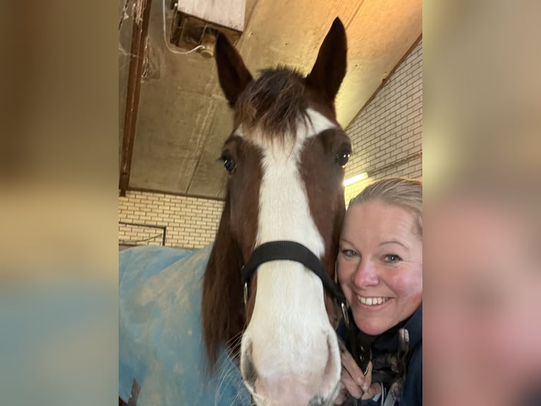 German Trotter Gelding 3 years 16 hh Chestnut in Tolkamer