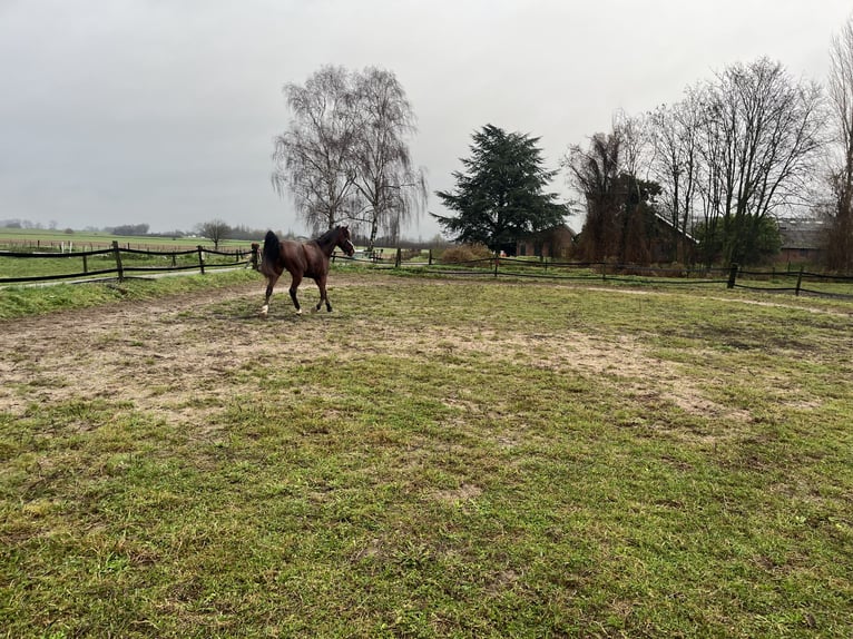 German Trotter Gelding 3 years 16 hh Chestnut in Tolkamer