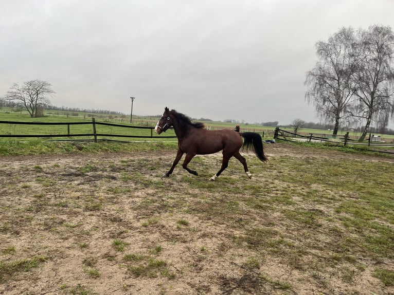 German Trotter Gelding 3 years 16 hh Chestnut in Tolkamer