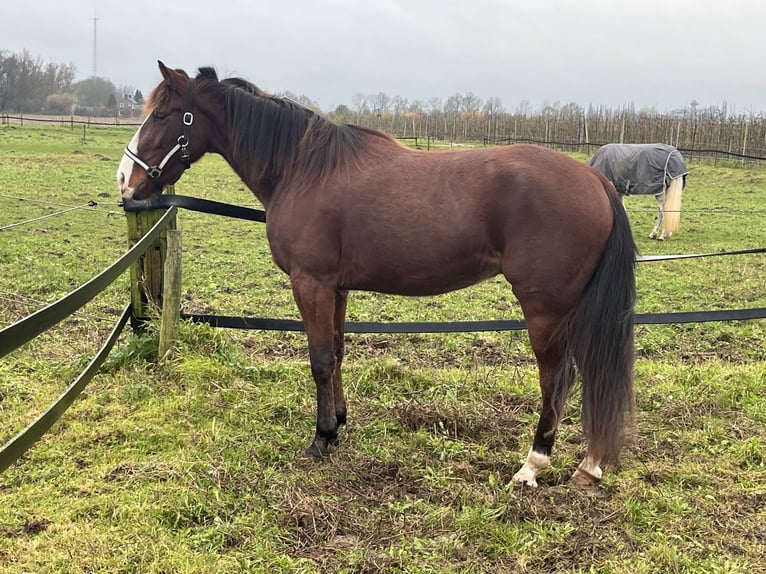 German Trotter Gelding 3 years 16 hh Chestnut in Tolkamer