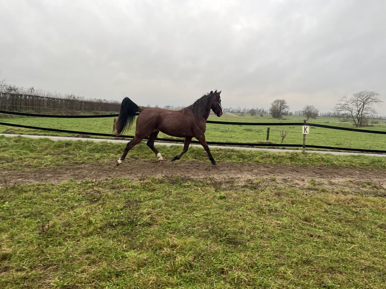 German Trotter Gelding 3 years 16 hh Chestnut in Tolkamer