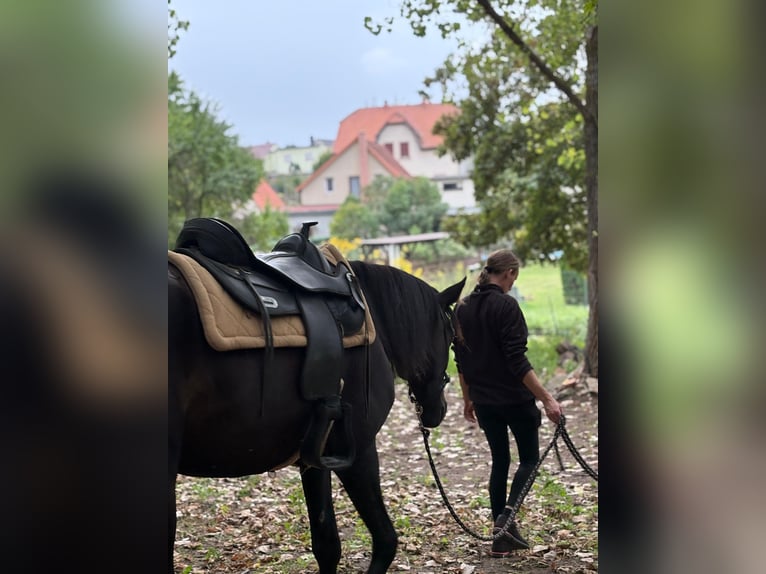 German Trotter Gelding 4 years 14,2 hh Black in Ahlsdorf