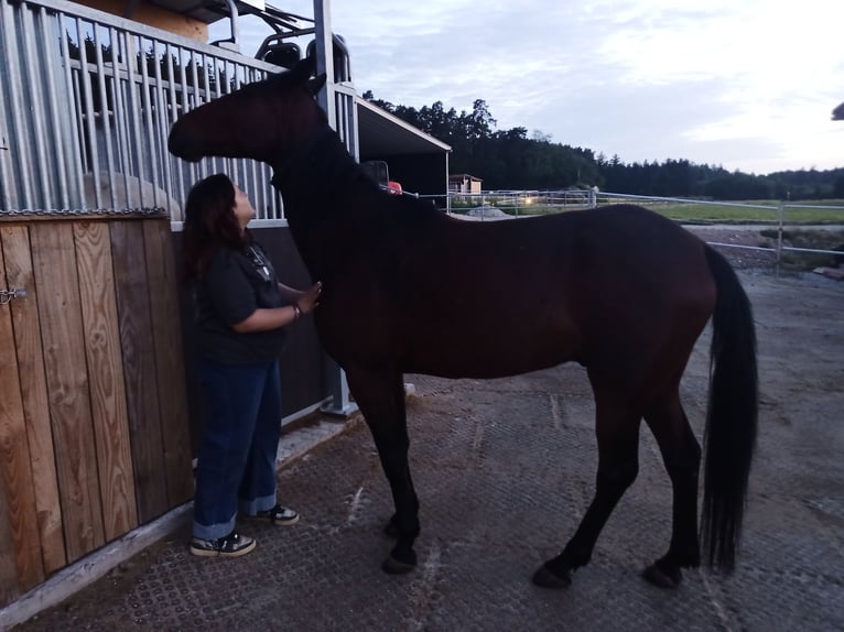German Trotter Gelding 4 years 15.2 hh Brown in Feuchtwangen