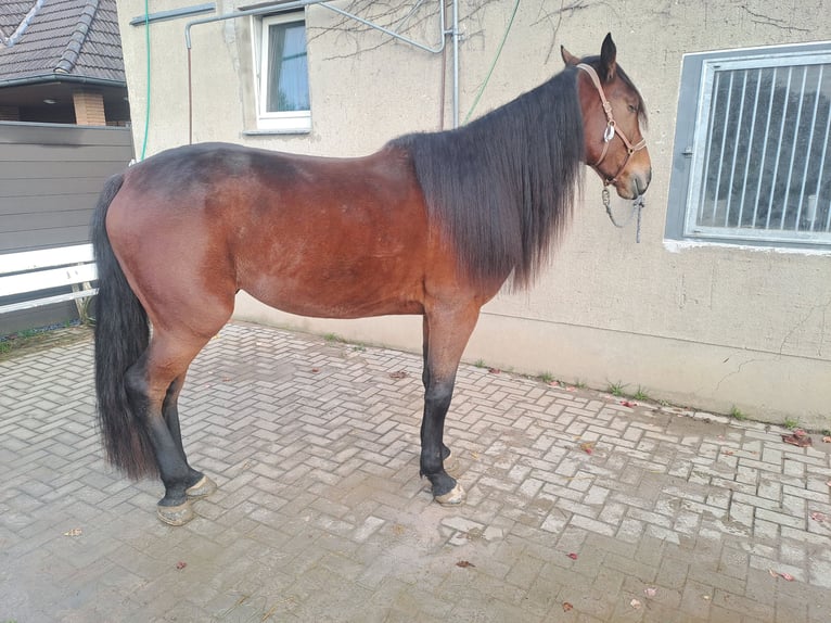 German Trotter Gelding 4 years 16 hh Brown in Enger