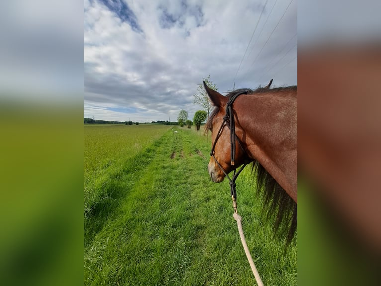 German Trotter Gelding 4 years 16 hh Brown in Enger