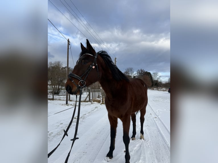 German Trotter Gelding 4 years 16 hh Brown in Pößneck