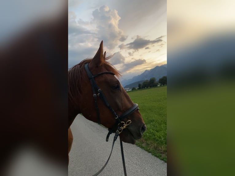 German Trotter Gelding 4 years 16 hh Chestnut-Red in Kolsass