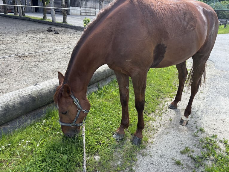 German Trotter Gelding 4 years 16 hh Chestnut-Red in Kolsass