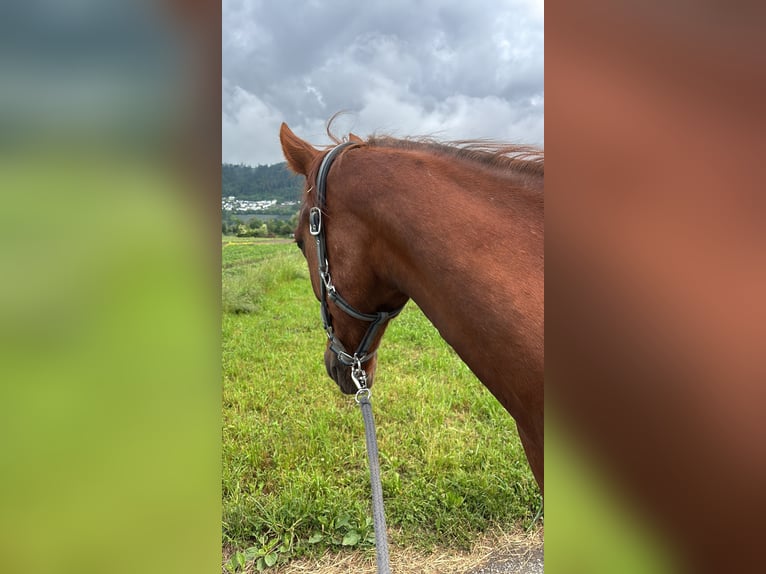 German Trotter Gelding 4 years 16 hh Chestnut-Red in Kolsass