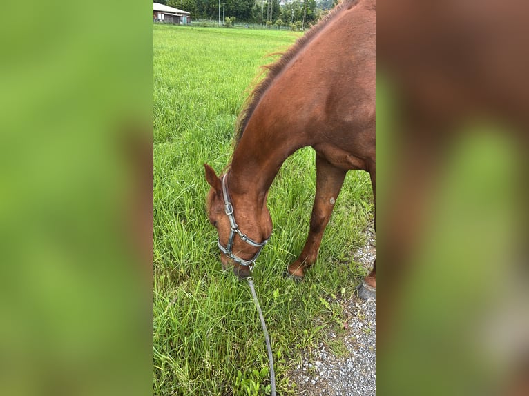 German Trotter Gelding 4 years 16 hh Chestnut-Red in Kolsass