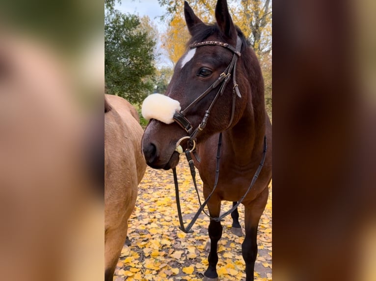 German Trotter Gelding 4 years Brown in Rosenau