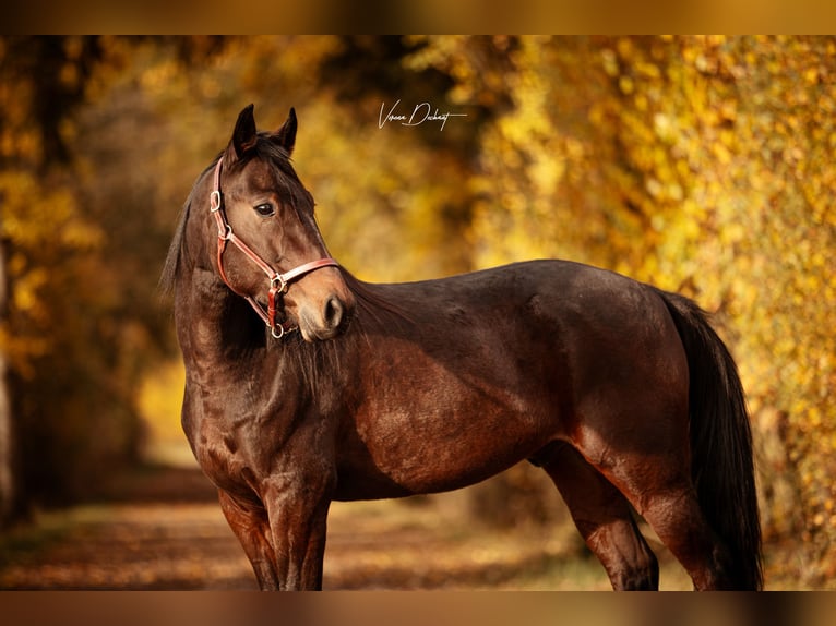 German Trotter Gelding 5 years 14.3 hh Brown in Baierbach