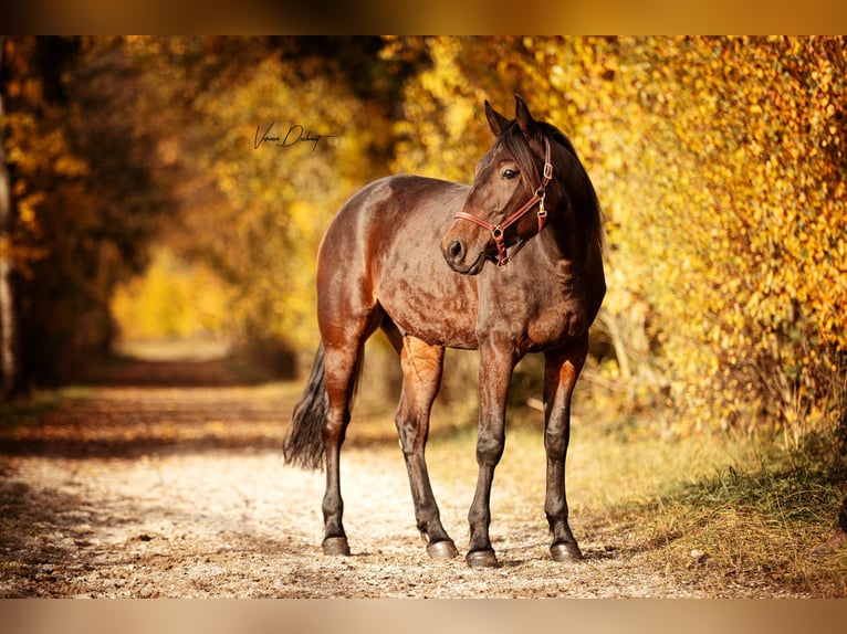 German Trotter Gelding 5 years 14.3 hh Brown in Baierbach