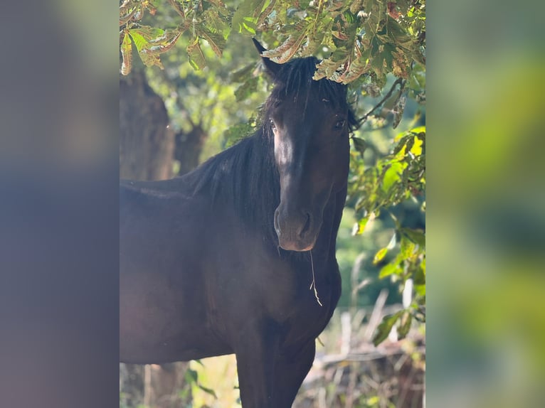 German Trotter Gelding 5 years 14,2 hh Black in Ahlsdorf