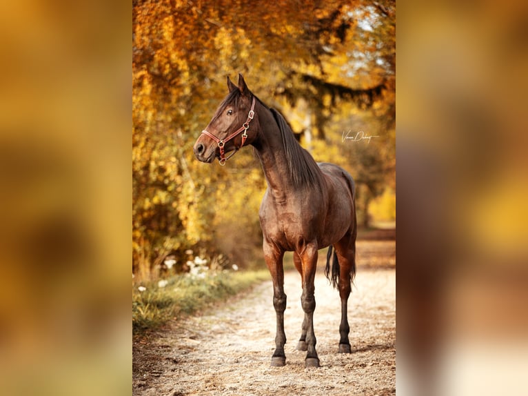 German Trotter Gelding 5 years 14,3 hh Brown in Baierbach