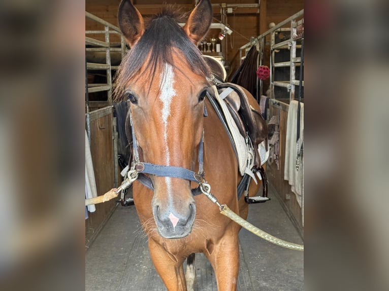 German Trotter Gelding 5 years 15.2 hh Chestnut-Red in Bruckmühl