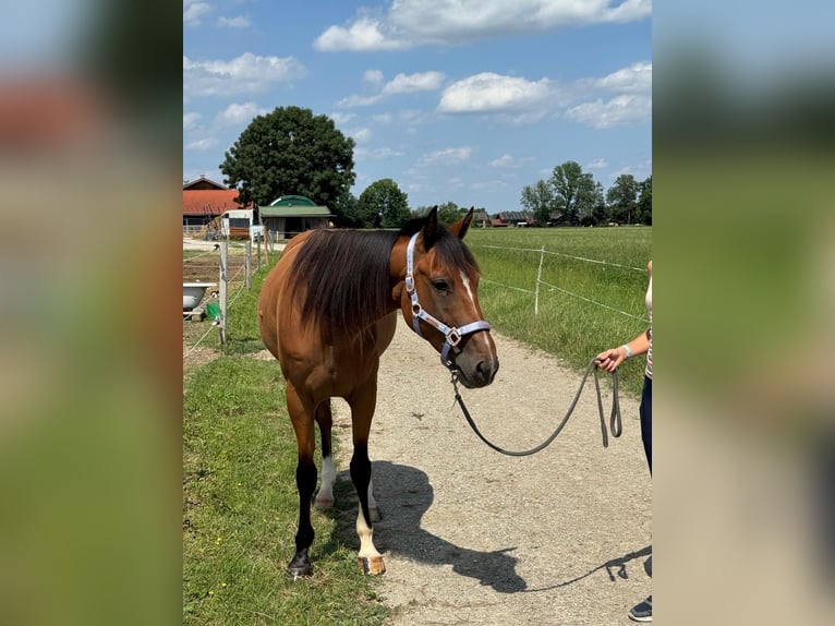 German Trotter Gelding 5 years 15.2 hh Chestnut-Red in Bruckmühl