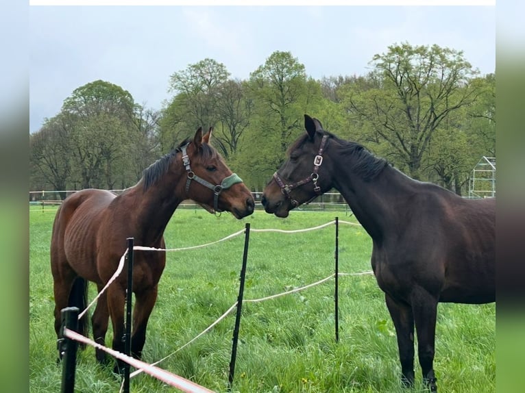 German Trotter Gelding 5 years 15,2 hh Bay-Dark in Potsdam